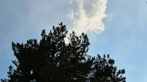 View of the branches of a tree silhouetted against the sky Stock Footage 312445800