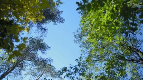 View of the Branches of the Trees on the background of blue sky Stock Footage 97706038