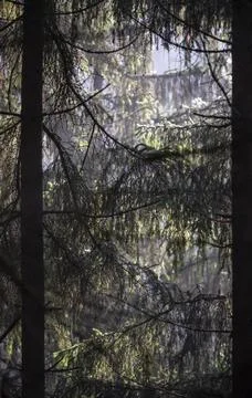 View into the branches of trees, coniferous trees Stock Photos