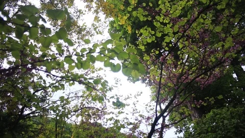 View of branches of trees green leaf background sky bright garden day plants Stock Footage 98646072