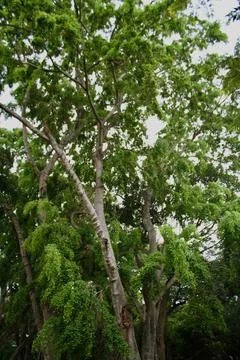 View of the branches of trees Stock Photos