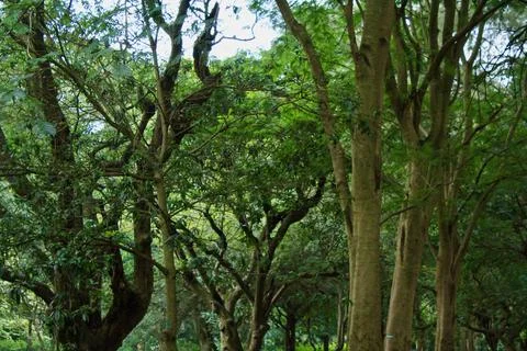 View of the branches of trees Stock Photos