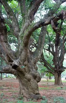 View of the branches of trees Stock Photos