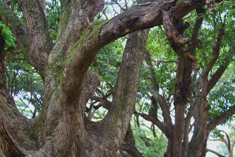 View of the branches of trees Stock Photos