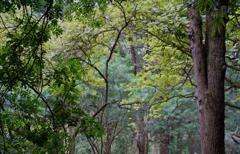View of the branches of trees Stock Photos