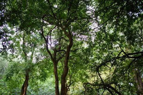 View of the branches of trees Stock Photos