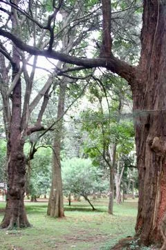View of the branches of trees Stock Photos