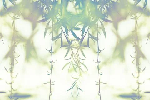 View of the branches of a willow developing in the wind. Stock Photos