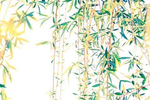 View of the branches of a willow on a white background. Stock Photos