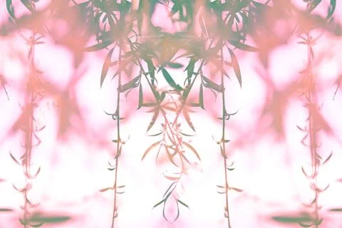 View of the branches of a willow on a white background with pink blur. Stock Photos