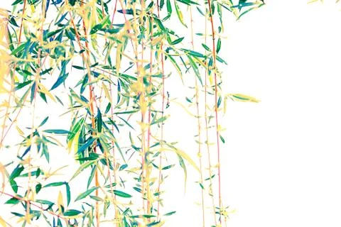 View of the branches of a willow on a white background. Stock Photos