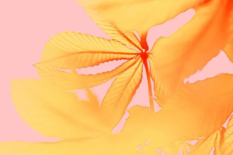 View of the branches of a yellow chestnut developing in the wind on a pink ba Stock Photos