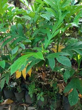 View of Breadfruit seedlings grow very well in the garden in the morning Foto stock