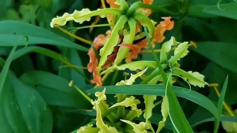 View of the breech flowers Video stock 221485114