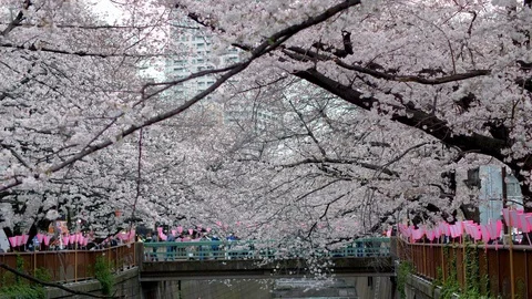 View to the bridge over Meguro River in Tokyo with blooming cherry (sakura Stock Footage 124364057