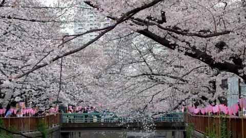 View to the bridge over Meguro River in Tokyo with blooming cherry trees Stock Footage 124364168