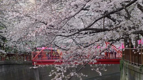 View to the bridge over Meguro River in Tokyo with blooming cherry trees (in 스톡 동영상 129096637