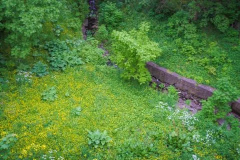 The view from the bridge on the ravine in the summer Stock Photos