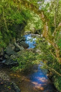 View from a bridge of a section of the Pomeca river and the forest around it Stock Photos