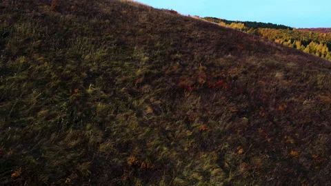 View of the bright autumn forest from behind the hill. Magnificent landscape Video stock 142922358