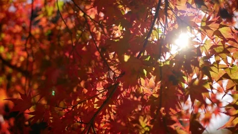 View up to bright full color red orange maple leaves slightly moving on the.. Stock Footage 250938112