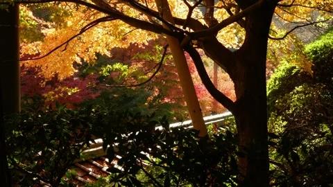 View of bright full color red orange maple leaves slightly moving on the tr.. Stock-Footage 252587756