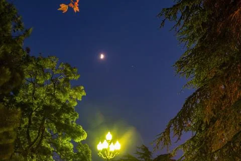 View of the bright moon in the blue evening sky framed by green trees. Stock Photos