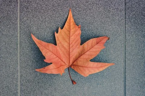 View of bright orange maple leaf on a gray background Foto stock