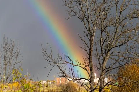 View on the bright rainbow and dramatic sky through the tree. Stock Photos