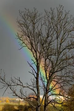 View on the bright rainbow and dramatic sky through the tree. Stock Photos