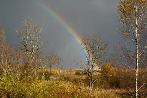 View on the bright rainbow and dramatic sky through the tree. Stock Photos