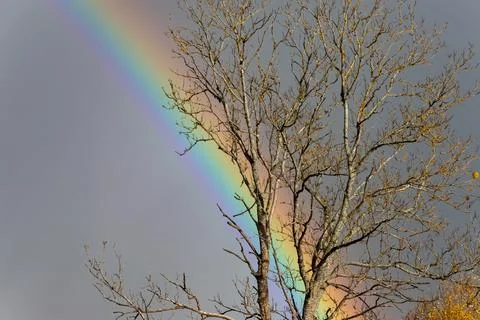 View on the bright rainbow and dramatic sky through the tree. Stock Photos