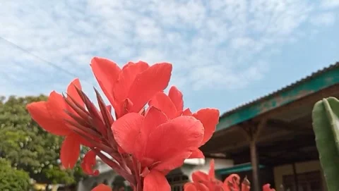 View of bright red flowers with broad leaves Stock Footage 319374470