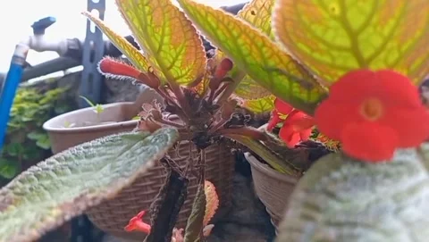 View of bright red flowers Stock Footage 320814630