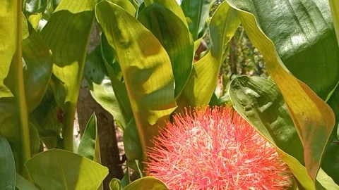 View of bright red lilies Stock Footage 318770959