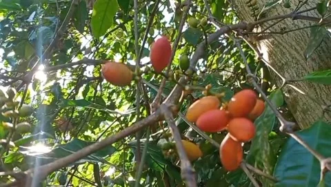 View of bright red melinjo fruit Stock Footage 321721070