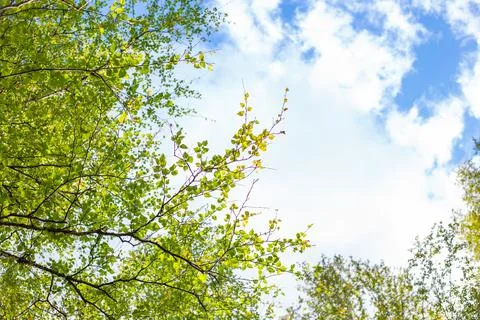 A view of a bright sky through the delicate green leaves and branches of birch Stock Photos