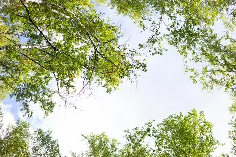 A view of a bright sky through the delicate green leaves and branches of birch Stock Photos