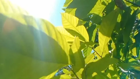 View of broad-leaved coffee plants Stock Footage 315424207
