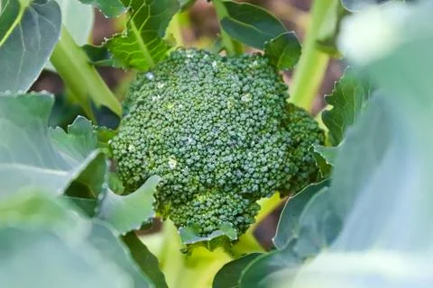 View of a broccoli head looking down through the leaves Stock Photos