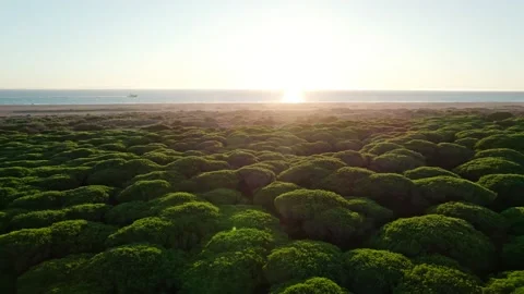 View of broccoli-like trees with ocean veiw Stock Footage 230450198