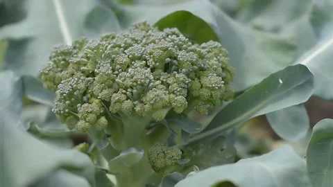View of broccoli vegetables Stock Footage 236441788