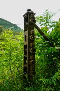 View of a broken fallen tree 写真素材