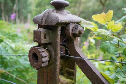 View of a broken fallen tree Stock Photos