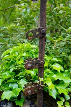 View of a broken fallen tree Fotos de archivo
