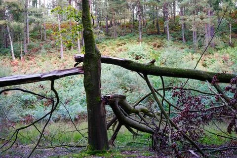 View of a broken fallen tree 库存照片