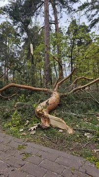 View of broken tree in forest. Fallen pine tree. Fallen trees after storms Stock Photos