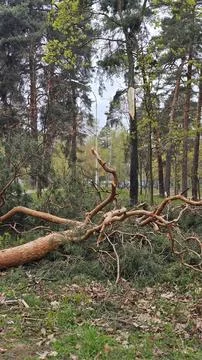 View of broken tree in forest. Fallen pine tree. Fallen trees after storms Stock Photos