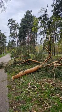 View of broken tree in forest. Fallen pine tree. Fallen trees after storms Stock Photos