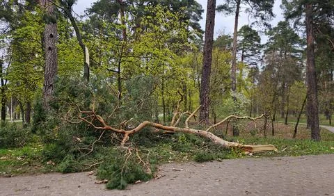 View of broken tree in forest. Fallen pine tree. Fallen trees after storms Stock Photos